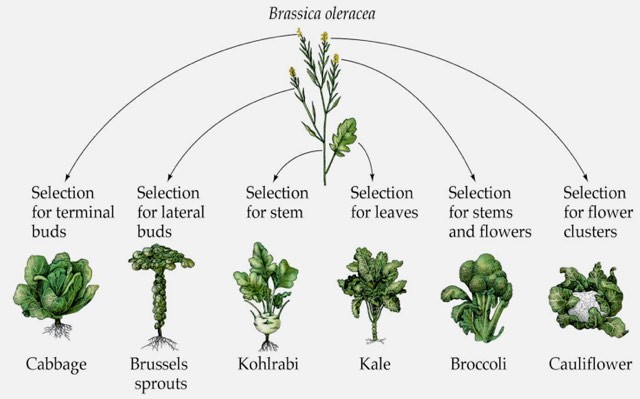 Wild mustard plant types